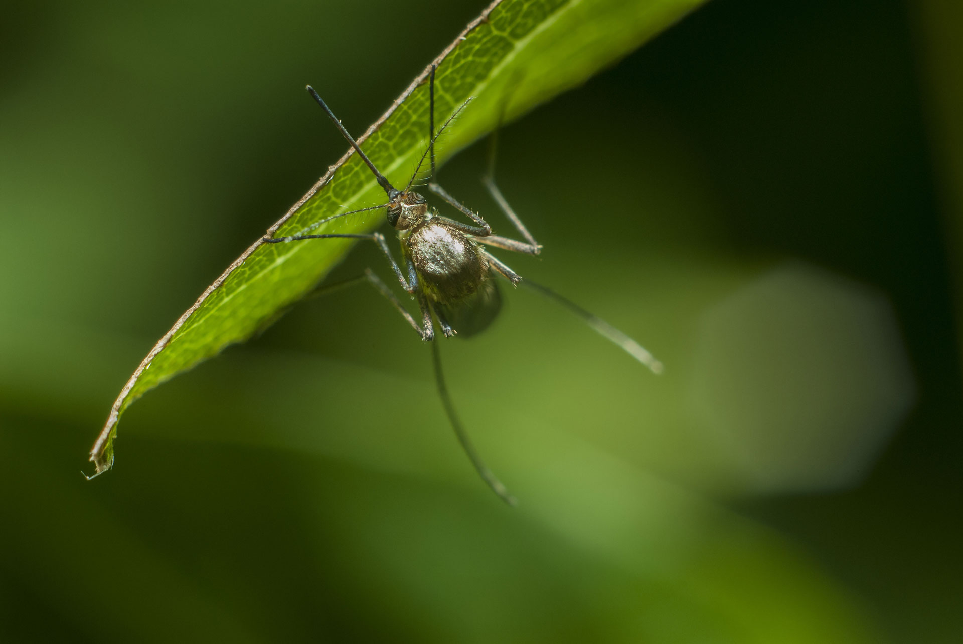 Zanzare in giardino come prevenire